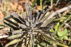 Image result for Bryophyllum tubiflorum