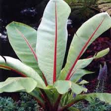 Image result for Ensete ventricosum