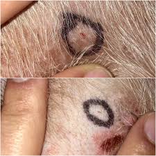 Like so many medical conditions, skin tags can be an inherited problem. Psa Pitbulls And White Dogs Are More Susceptible To Skin Cancer Hemangiosarcoma My Jake And Crackle Both Have It Check Your Dogs For Raised Red Blister Like Lesions Like The Ones Circled With