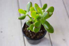 Why Is My Jade Plant Turning Red Smart Garden Guide