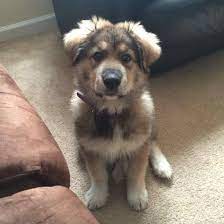 Check spelling or type a new query. German Shepherd Great Pyrenees Mix Petsidi