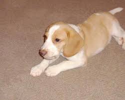Although they are best suited to homes with fenced yards, they can adapt to apartment living as long as there is plenty of time dedicated to giving. Cooper The Lemon And White Beagle Beagle Puppy White Beagle Lemon Beagle Puppy