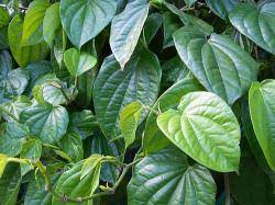 Ace maxs merupakan minuman kesehatan yang di buat dari perpaduan bahan bahan alami hasil alam kulit manggis dan daun sirsak.kulit manggis dan daun sirsak ini kemudian kami olah dengan menggunakan alat alat canggih. Mengonsumsi Daun Sirih Benjolan Di Leher Olga Syahputra Mengecil Tribunnews Com Mobile