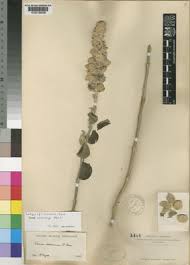 Image result for Tinnea apiculata