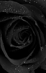 Black Rose Iphone Wallpapers Top Free Black Rose Iphone Backgrounds Wallpaperaccess These hd images are free to use for commercial projects. black rose iphone wallpapers top free