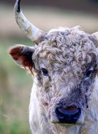 Image result for chillingham cattle