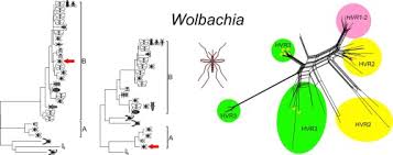 Wolbachia Symbionts In Mosquitoes Intra And