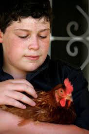 Like eggs? Company lets you rent a chicken