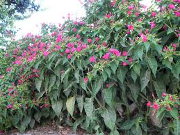 Image result for Mirabilis jalapa