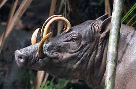 Babirusa merupakan hewan endemik sulawesi, indonesia. Babirusa Conserving The Bizarre Pig Of The Sulawesi Forest
