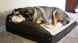 Looking for designer dog beds? The Best Dog Bed In 2021 Dog Mattresses Compared Tom S Guide