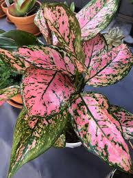 Check spelling or type a new query. Reddit Variegatedplants Aglaonema Lady Valentine Favonian In 2021 Chinese Evergreen Plant Evergreen Plants Variegated Plants
