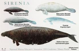 Although the mermaid mythos is normally thought to be western, it runs deep in asia too. Dugongs Dive With A Real Mermaid By Dive Compare
