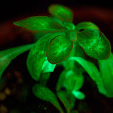 Glow in the dark flowers without blacklight. A Natural Glow These Plants Produce Their Own Light The Verge