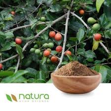 Image result for Salacia