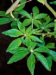 Image result for Cleome spinosa