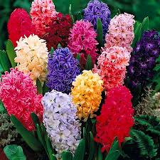 55 vegetable names in hindi and english vegetable names english to hindi: Flowers Names With Pictures In English Flower Images