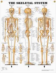 If you'd like more information on this topic, we recommend the following book (available on amazon.com) The Skeletal System Chart 20x26 Human Skeleton Anatomy Human Skeletal System Human Bones Anatomy