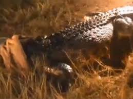 It will be approximately 90 days before the young start to come out of the shells. Crocodile Half The Length Of A Bus Caught In Australia S Northern Territory Video The Independent The Independent
