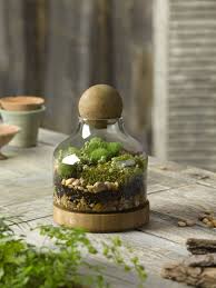 Create An Easy Care Miniature Oasis In This Compact Terrarium Beautiful Terrariums Plants Bottle Garden