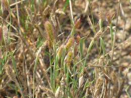 Image result for Tetrapogon tenellus