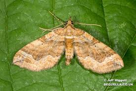 Image result for Pelurga comitata