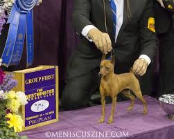 Westminster Dog Show 2014 Best Of Toy Group Con Imagenes Perros
