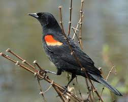Photo black and orange bird can be used for personal and commercial purposes according to the conditions of. Red Winged Blackbird Wikipedia