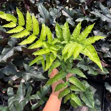 Image result for Coniogramme africana