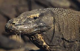Pet monitor lizard chillin www.thedealdepot.com. 7 Of The World S Most Dangerous Lizards And Turtles Britannica
