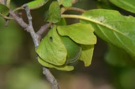 Image result for Diospyros loureiriana