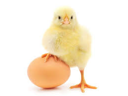 Image result for farm animals