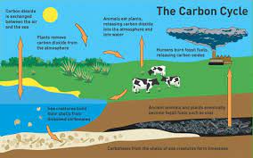 We did not find results for: How Does Cellular Respiration Affect The Carbon Cycle Socratic