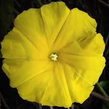 Image result for Embelia ruminata