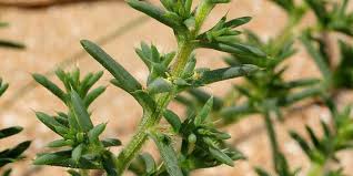Image result for Salsola