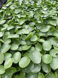 Image result for Pilea johnstonii