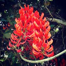 Lovely Mucuna Flowers In Ubud Bali Tropical Flowers Flowers Bali Architecture