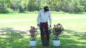 Maybe you would like to learn more about one of these? How To Grow Black Diamond Crapemyrtles In Containers Youtube