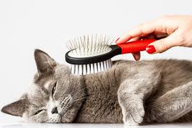 Bagi anda yang menyukai kucing, memiliki bayi kucing adalah hal yang sangat menyenangkan. Merawat Kucing Itu Nggak Main Main Ini 9 Tips Wajib Tahu