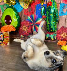 At happy tails, we pride ourselves in our professional grooming skill and respect the fact that you are entrusting your family member with us. Happy Tails Pet Grooming Pet Boarding Marshalltown Iowa