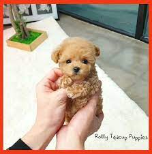 Frenchie Purchase Tips French Bulldog Breeders Cute Teacup Puppies Cute Frenchie Puppy Cute Baby Dogs Cute Puppies Cute Dogs And Puppies