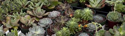 Journals with no new volumes being added to the archive. Basic Care Of Succulents Salisbury Greenhouse