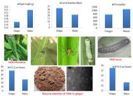 New comments cannot be posted and votes cannot be cast. Bioecological Attributes And Physiological Indices Of Invasive Fall Armyworm Spodoptera Frugiperda J E Smith Infesting Ginger Zingiber Officinale Roscoe Plants In India Sciencedirect