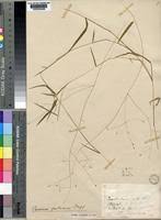 Image result for Panicum aequinerve