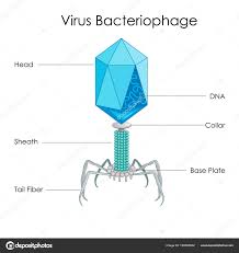 education chart of biology for virus bacteriophage diagram