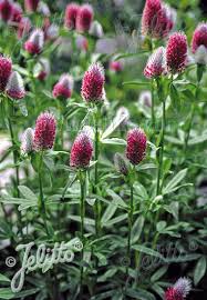 Image result for Trifolium