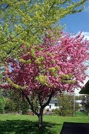 10 Great Trees For Small Yards Trees For Front Yard Backyard Trees Small Yard Landscaping
