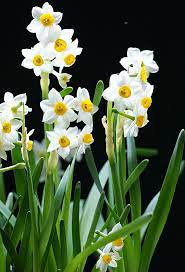 Pin On Flower Crush