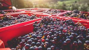 Nuestro cliente de la ciudad de villarrica, del rubro de retail, requiere de operarios para bodega para desencarpe de camiones y reposición de productos. Oferta De Empleo Operarios De Bodega Para La Epoca De Vendimia Ayuntamiento De Carinena