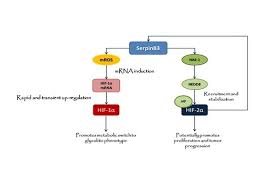 Cancers Special Issue Liver Cancer And Potential